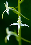 BB 05 0377 / Platanthera bifolia / Nattfiol